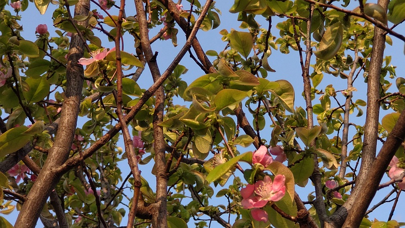 カリンの花 横浜市旭区今宿東町