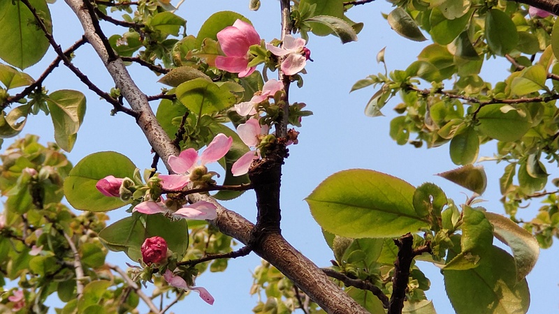 カリンの花 横浜市旭区今宿東町