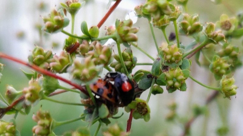 ユキヤナギのナミテントウの交尾 横浜市旭区鶴ヶ峰本町