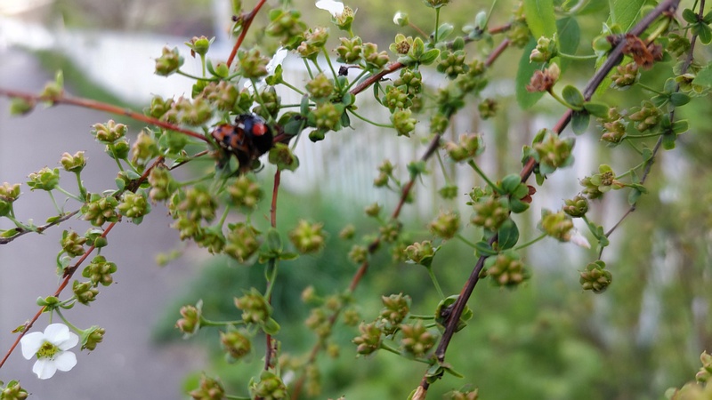 ユキヤナギのナミテントウの交尾 横浜市旭区鶴ヶ峰本町