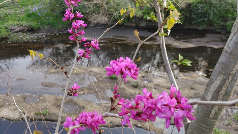 アメリカハナズオウの花 横浜市旭区鶴ヶ峰本町