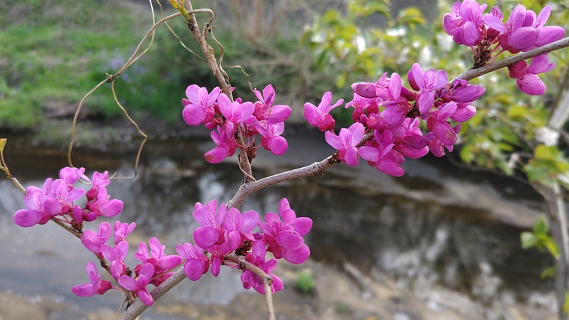 アメリカハナズオウの花 横浜市旭区鶴ヶ峰本町