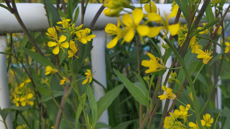 カラシナの花 横浜市旭区鶴ヶ峰鶴ヶ峰本町公園
