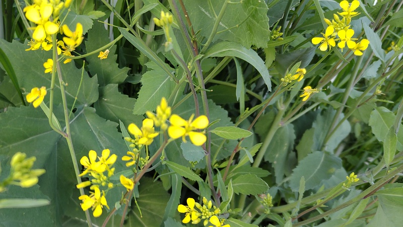 カラシナの花 横浜市旭区鶴ヶ峰鶴ヶ峰本町公園