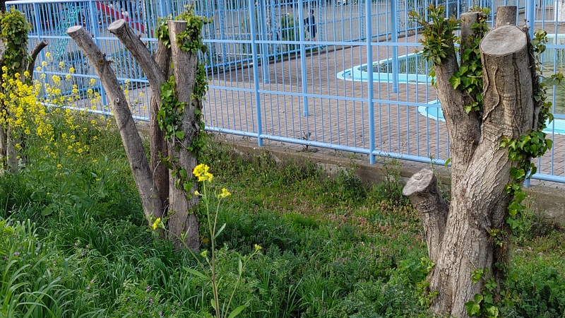 剪定後のトウネズミモチとキヅタ 横浜市旭区鶴ヶ峰鶴ヶ峰本町公園