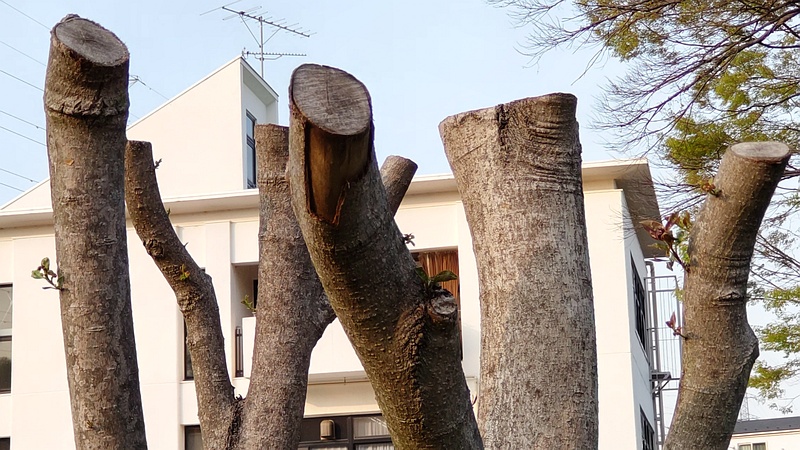 剪定後のトウネズミモチの新芽 横浜市旭区鶴ヶ峰鶴ヶ峰本町公園
