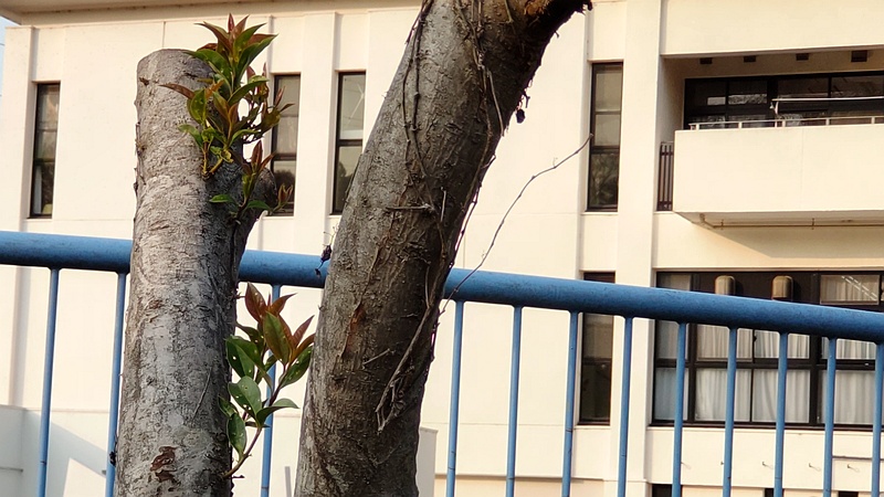 剪定後のトウネズミモチの新芽 横浜市旭区鶴ヶ峰鶴ヶ峰本町公園