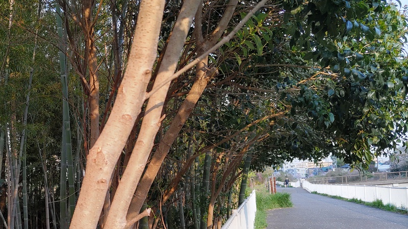 歩道に張り出すトウネズミモチの枝葉 横浜市旭区鶴ヶ峰鶴ヶ峰本町公園