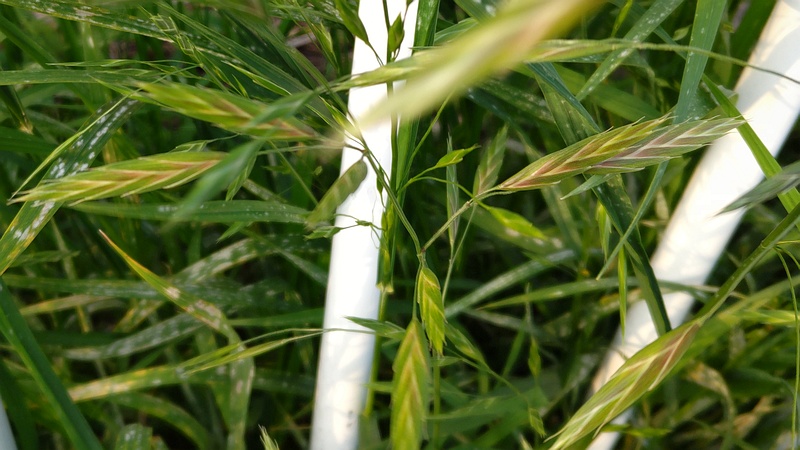 イヌムギ 横浜市旭区鶴ヶ峰本町