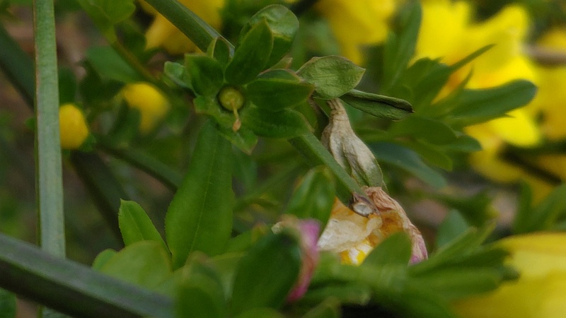 オウバイモドキの花後 横浜市旭区鶴ヶ峰本町