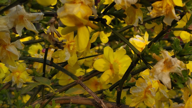 オウバイモドキの花 横浜市旭区鶴ヶ峰本町