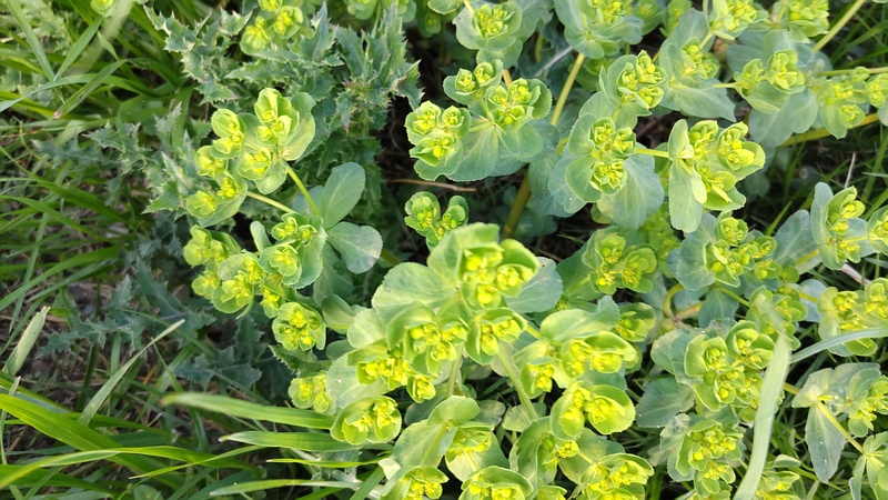 トウダイグサの花 横浜市旭区鶴ヶ峰本町