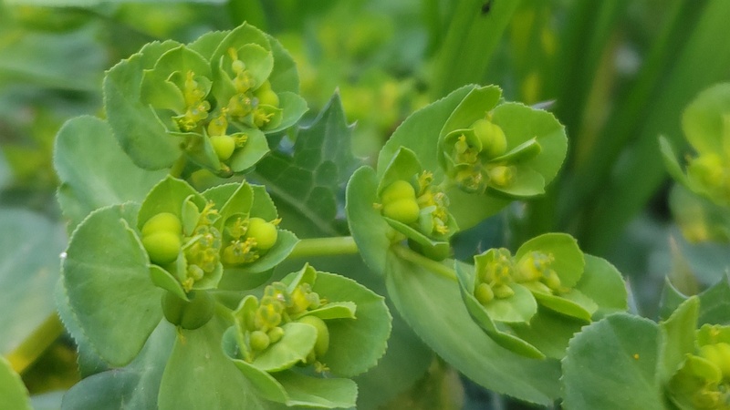 トウダイグサの花 横浜市旭区鶴ヶ峰本町