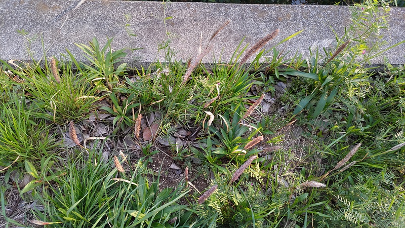 チガヤの花 横浜市旭区鶴ヶ峰本町