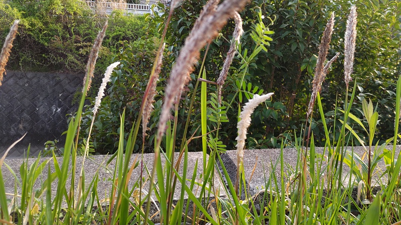 チガヤの花 横浜市旭区鶴ヶ峰本町