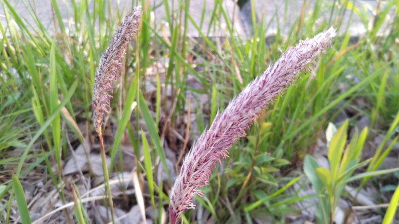 チガヤの花 横浜市旭区鶴ヶ峰本町
