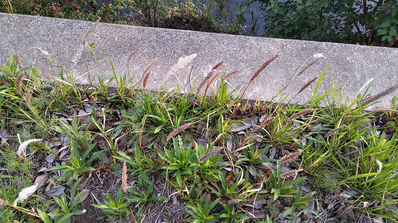 チガヤの花 横浜市旭区鶴ヶ峰本町