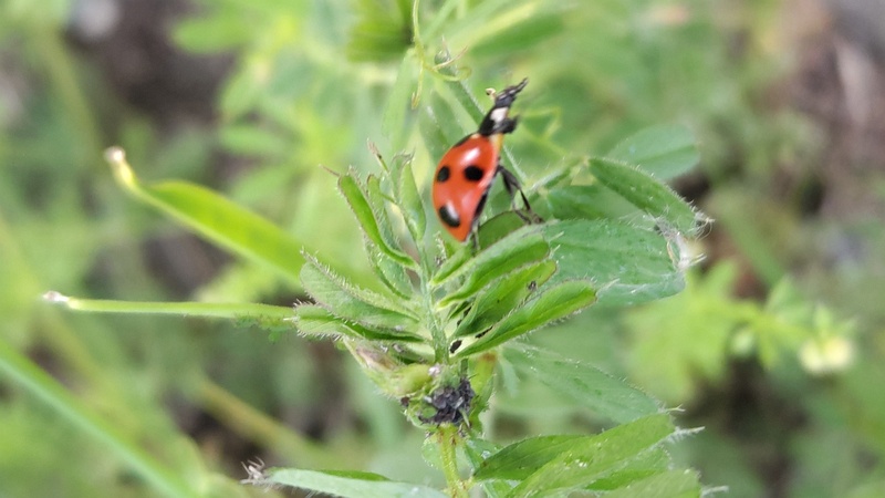 カラスノエンドウのナナホシテントウ 横浜市旭区今川町