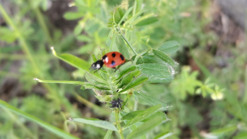 カラスノエンドウのナナホシテントウ 横浜市旭区今川町