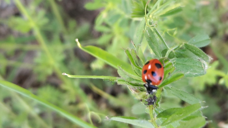 カラスノエンドウのナナホシテントウ 横浜市旭区今川町