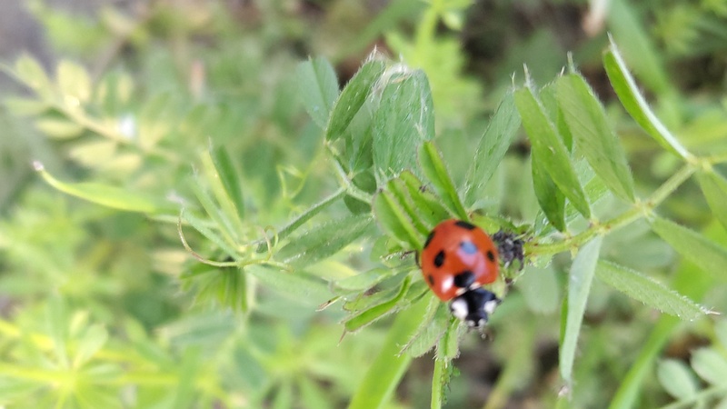 カラスノエンドウのナナホシテントウ 横浜市旭区今川町