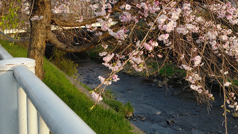 ヤエベニシダレ 横浜市旭区今川町