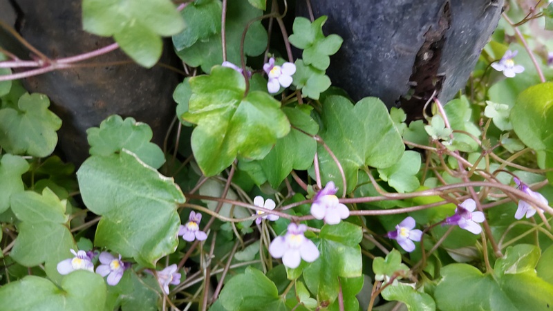 ツタバウンランの花 横浜市旭区中希望が丘
