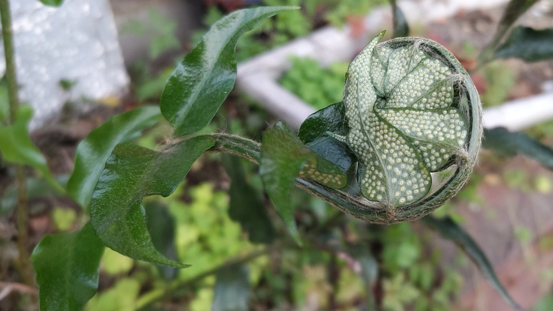イノデ 横浜市旭区中希望が丘
