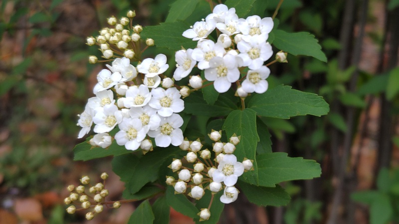 コデマリの花 東京都大田区平和の森公園