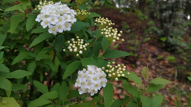 コデマリの花 東京都大田区平和の森公園