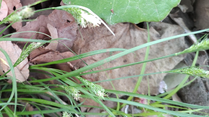 アオスゲの花？ 東京都大田区平和の森公園
