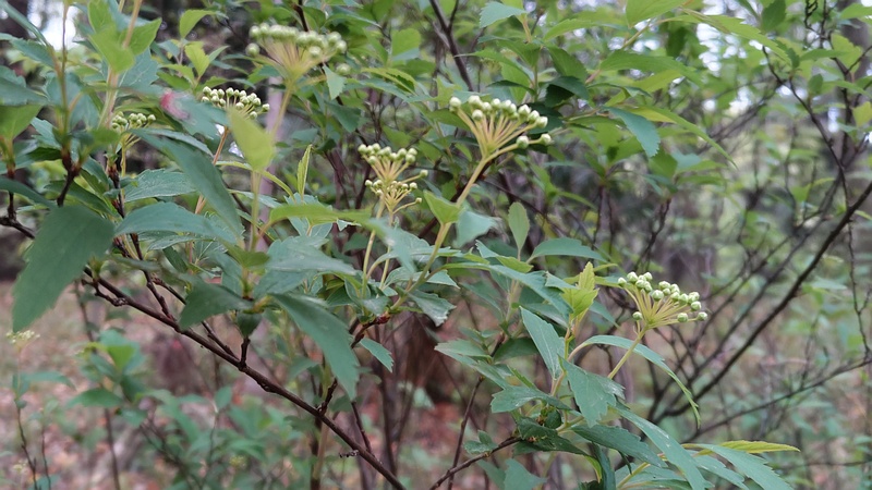 コデマリの蕾 東京都大田区平和の森公園
