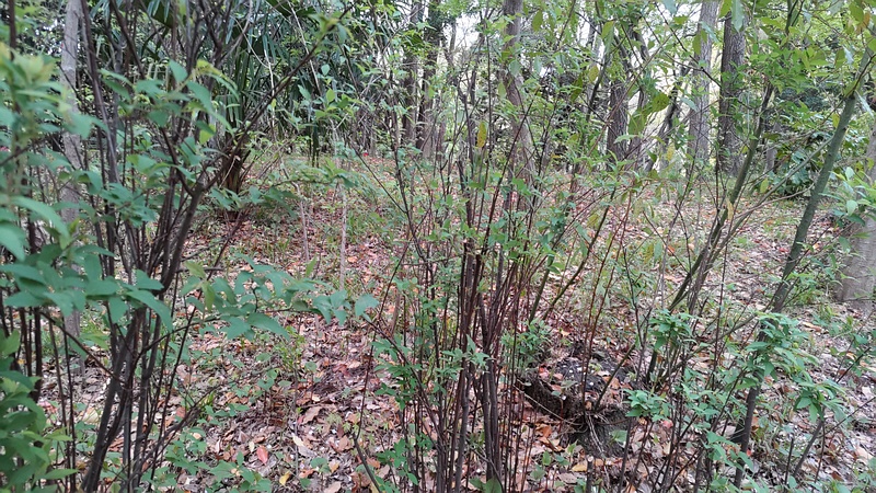 コデマリ 東京都大田区平和の森公園