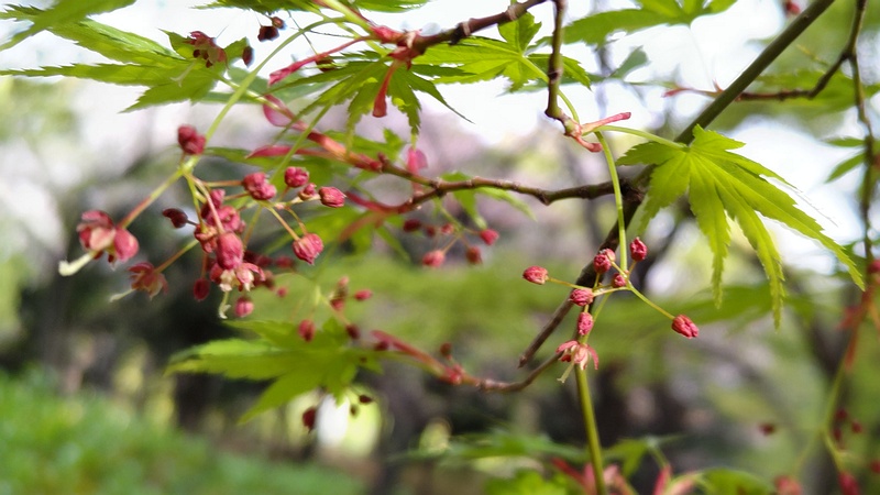 イロハモミジの花 東京都大田区平和の森公園