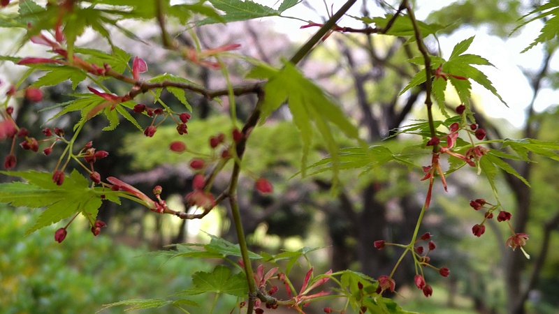 イロハモミジの花 東京都大田区平和の森公園