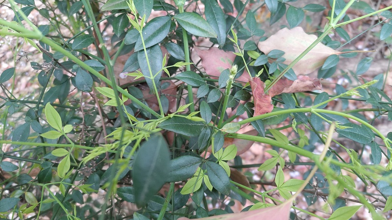 ナンテンの新芽 東京都大田区平和の森公園