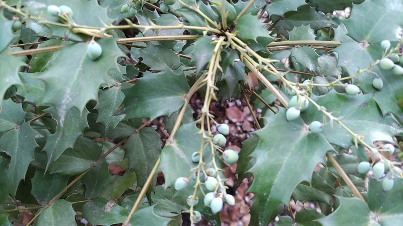 ヒイラギナンテンの果実 東京都大田区平和の森公園