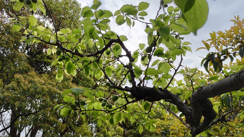 ウメの果実 東京都大田区平和の森公園