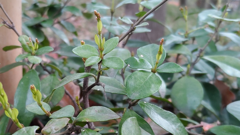 テイカカズラの蕾 東京都大田区平和の森公園