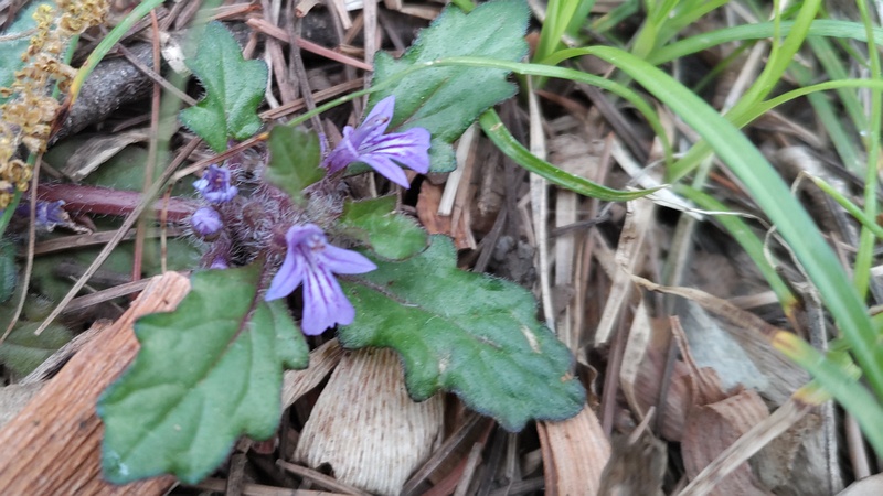 キランソウの花 東京都大田区平和の森公園