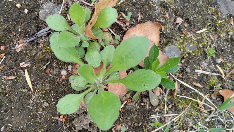 ヒメムカシヨモギ？ 東京都大田区平和島公園