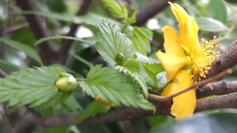 ヤマブキの花 東京都大田区大和大橋