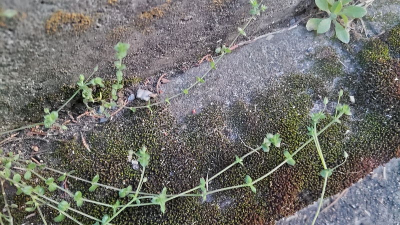 ノミノツヅリ 東京都大田区平和島