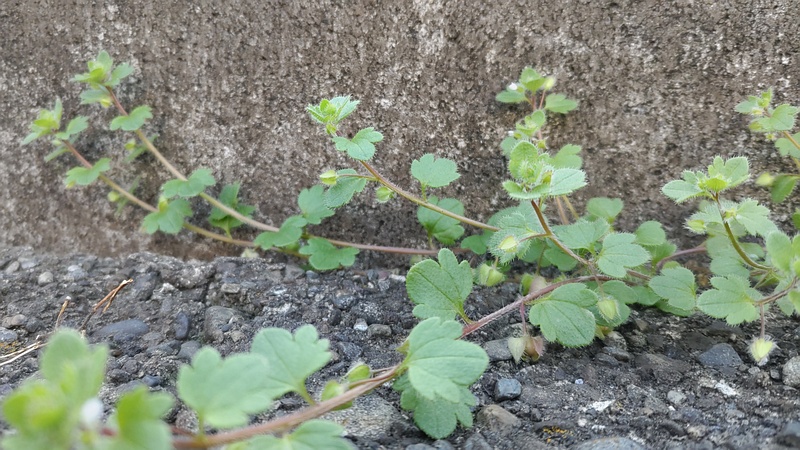 コゴメイヌノフグリ 横浜市旭区中希望が丘