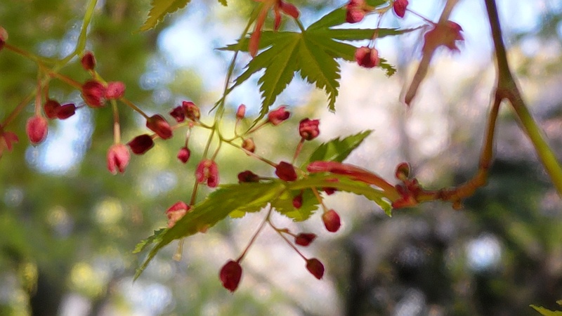 イロハモミジの花 東京都大田区平和の森公園