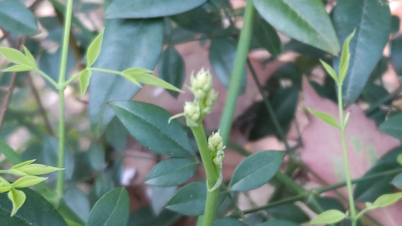 ナンテンの蕾 東京都大田区平和の森公園