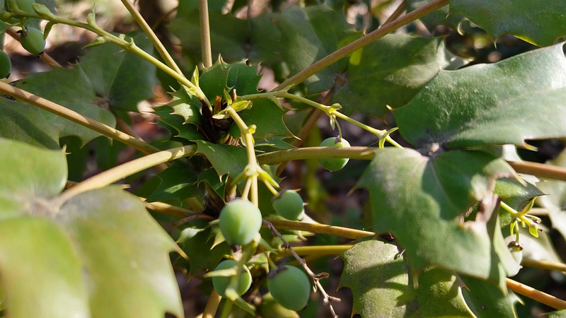 ヒイラギナンテンの果実 東京都大田区平和の森公園