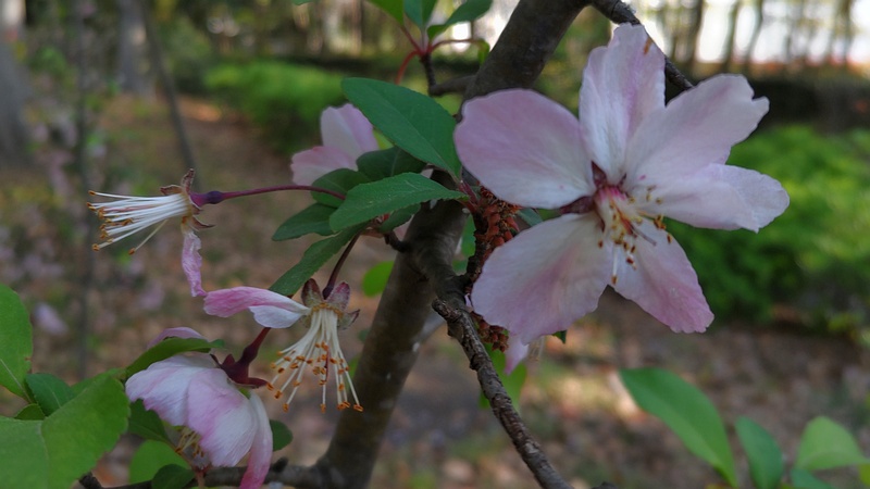 ハナカイドウの花 東京都大田区平和の森公園