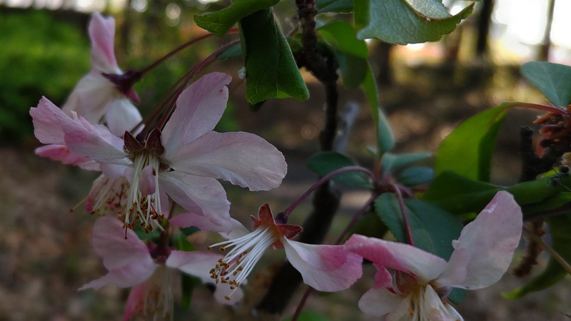 ハナカイドウの花 東京都大田区平和の森公園