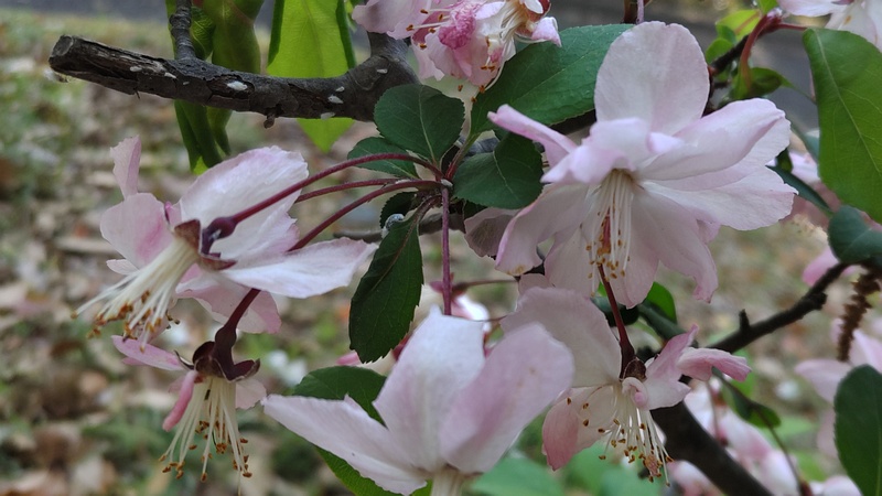 ハナカイドウの花 東京都大田区平和の森公園